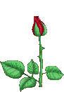 blooming-rose1